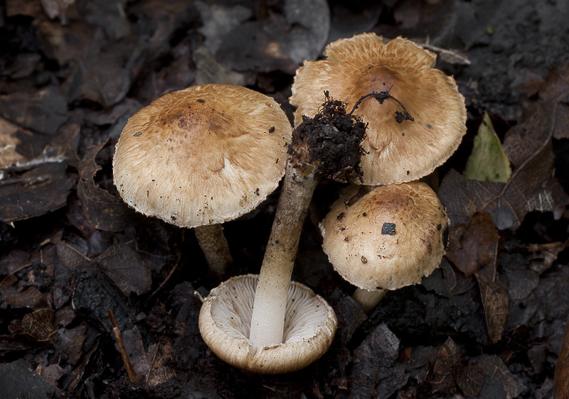 Inocybe tenebrosa